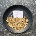 Arabica Plantation PB