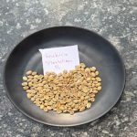 Arabica Plantation B