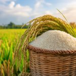 The Art of Growing Premium Rice