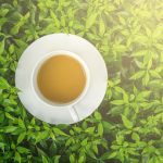 Sourcing the Finest Tea Leaves